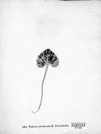 Puccinia anemones var. phyteumatis image